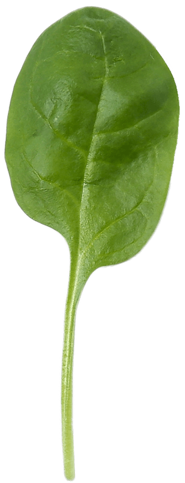 spinach-on-the-table-SDS5XJQ (1)
